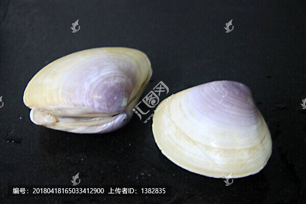 貴妃螺