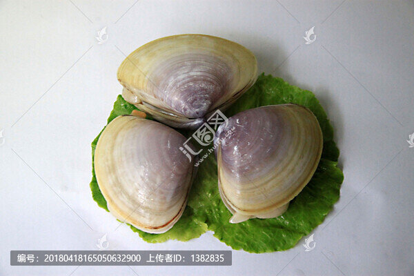 貴妃螺