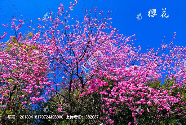 櫻花