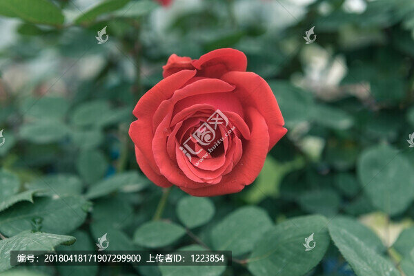 月季花