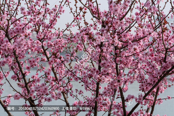 梅花