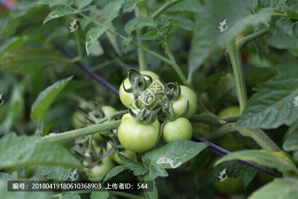 青西紅柿