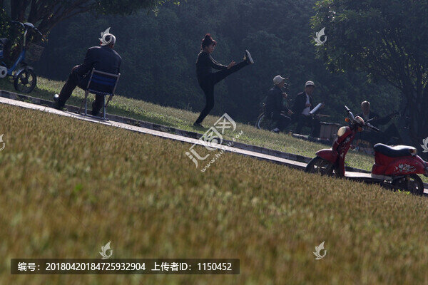 漂亮的車前草小草小花,（16）