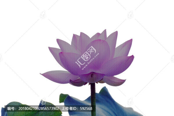 荷花花朵