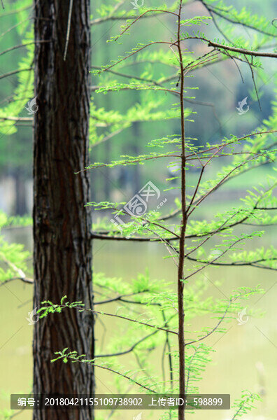 春天水杉樹(shù)
