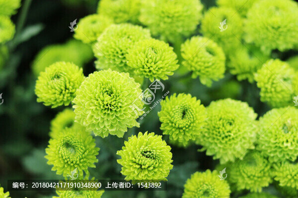 菊花