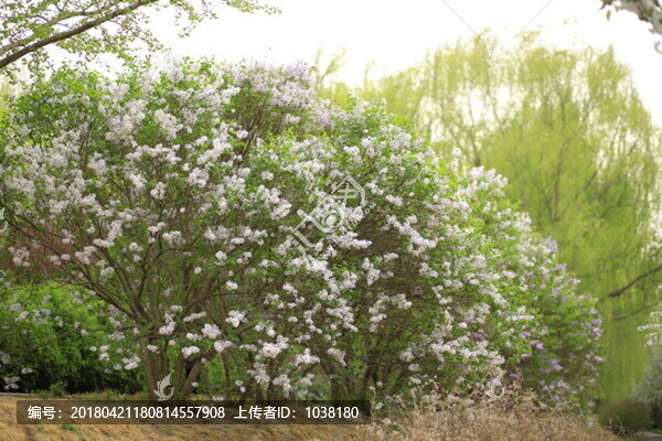 海棠花