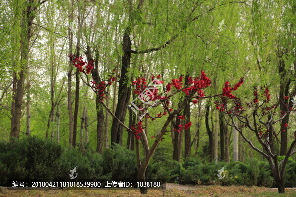 桃紅柳綠