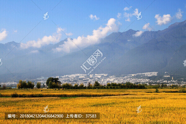 稻田