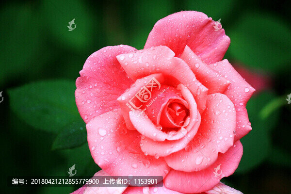 雨后的月季花