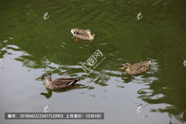 鴨子