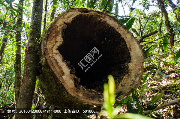 原始森林大樹樹洞