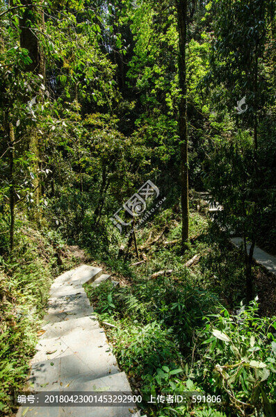 大圍山原始森林公園