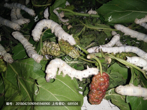 蠶寶寶