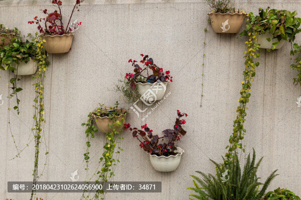 墻上的花盆