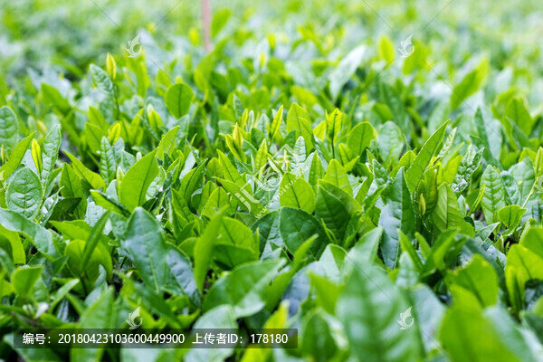 新鮮茶葉