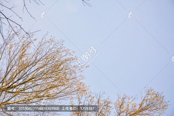 藍天