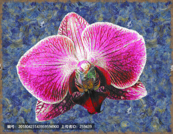 綻放的花朵