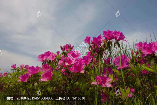 紅花