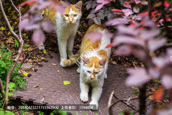 高清野生小花貓?zhí)貙?夜貓