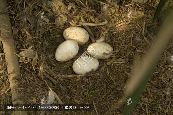 鴨蛋