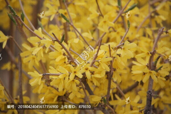 迎春花