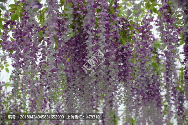 紫藤,紫藤花,紫藤樹