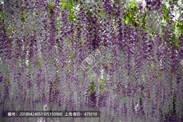 紫藤,紫藤花,紫藤樹,鮮花,花