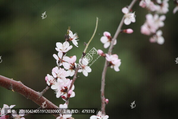 春天,桃花,桃紅