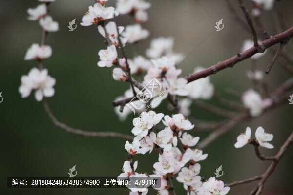 春天,桃花,桃紅,花