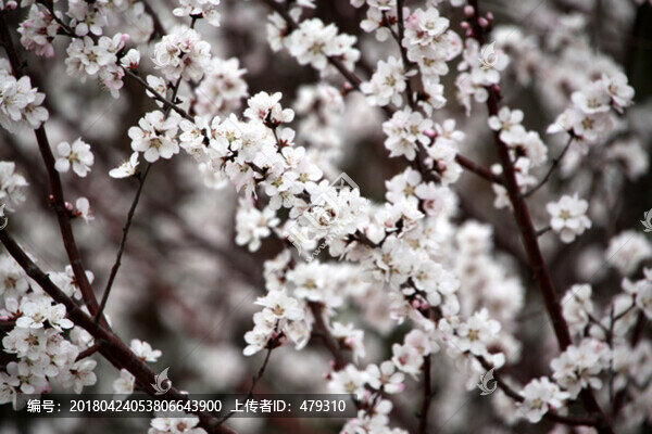 春天,桃花,桃紅,花