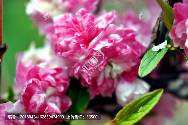 麥李花