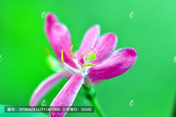 忍冬花