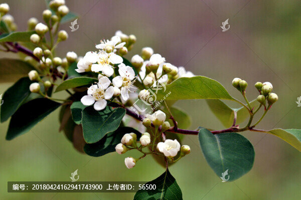 稠李花