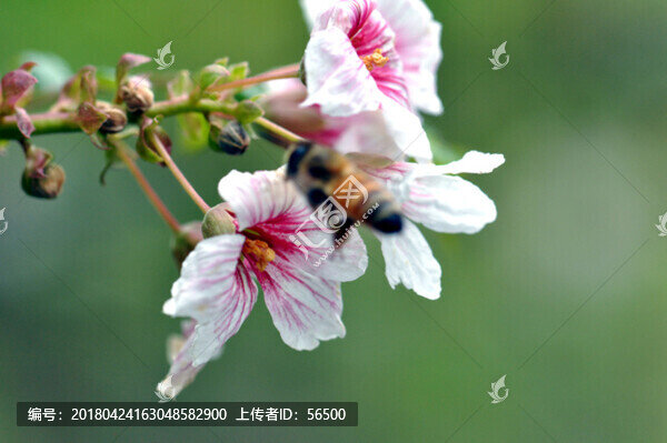春天的花朵