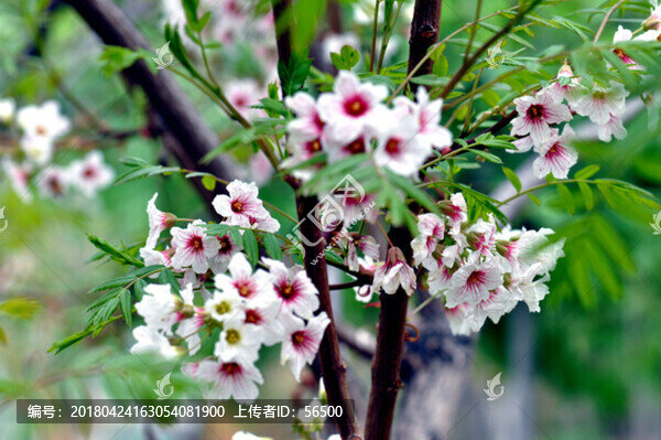 春天的花朵