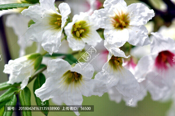 春天的花朵