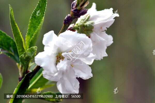 麥李花