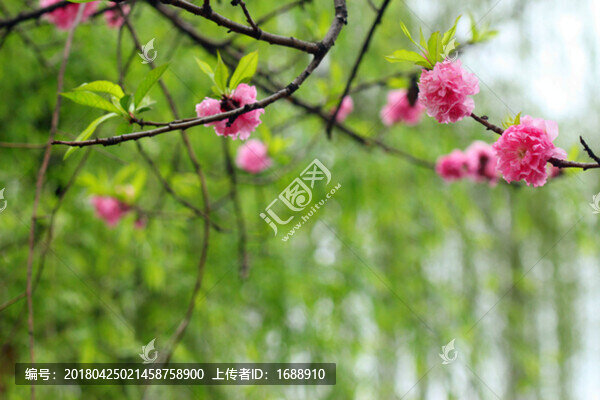 桃花
