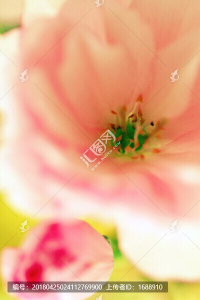 花卉攝影
