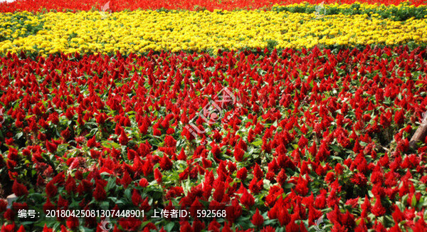 花卉背景