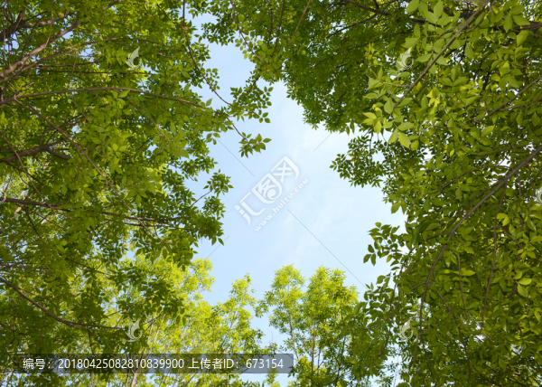 綠葉天空