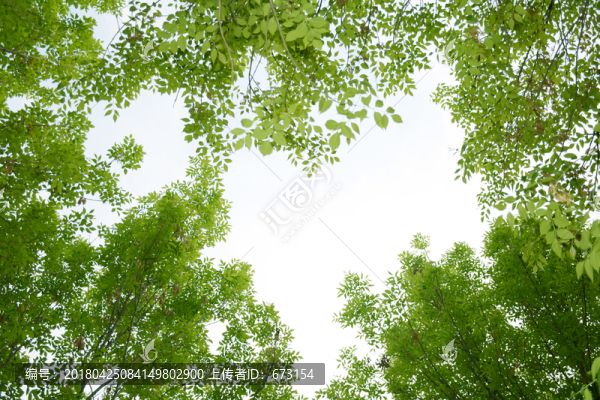 綠樹(shù)天空,嫩綠樹(shù)葉