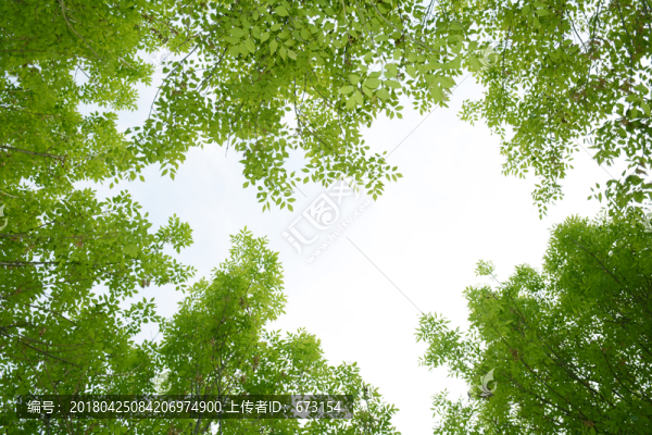 綠樹,樹枝