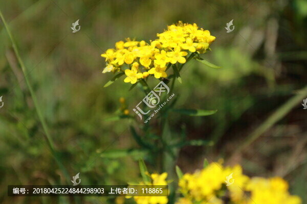 中藥,巖敗醬