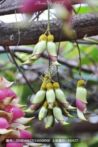 禾雀花開(kāi)