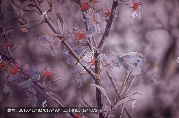 殘蝶戀花