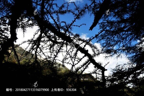剪影
