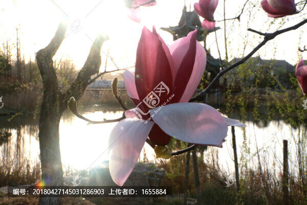 玉蘭花