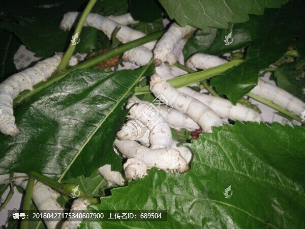 蠶寶寶